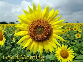 Beautiful Good Morning Images , Pictures, Photos, Pics and Wallpapers sun flower