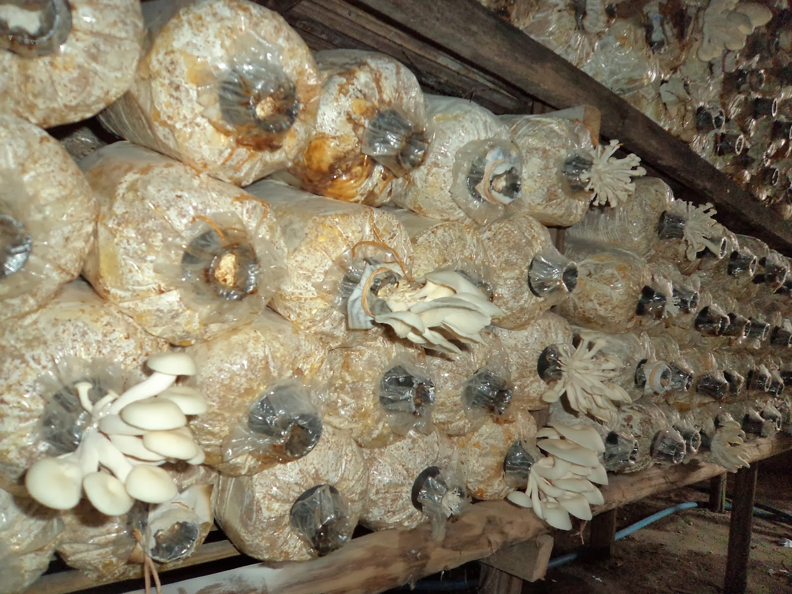 Apa itu Baglog ? Jual Bibit F0, F1, F2 dan Baglog Jamur Tiram