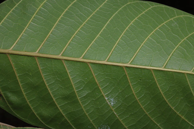 Artocarpus gomezianus