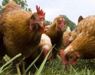 العلوم الزراعية Agriculture