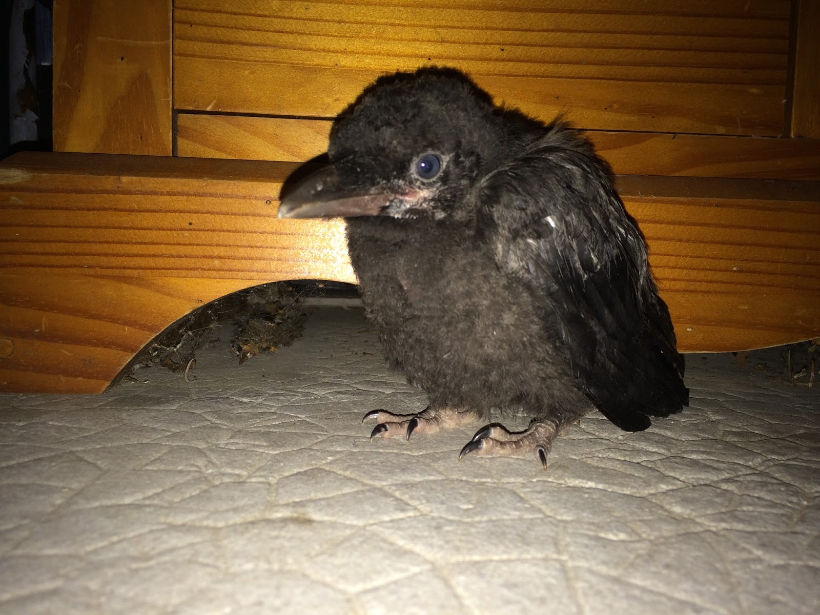 Le blog de Paul, Tom et Hervé Petit corbeau