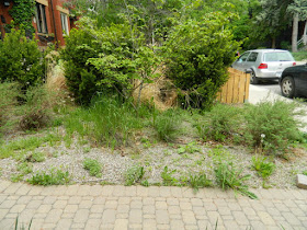 Leslieville summer garden weeding and cleanup before by Paul Jung Gardening Services Toronto