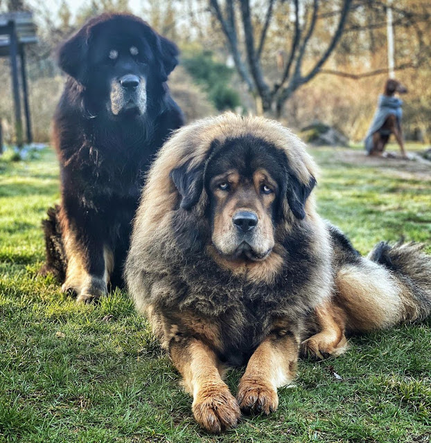 Tibetan Mastiff The Most Expensive Dogs In The World I Chinese Bear Dog