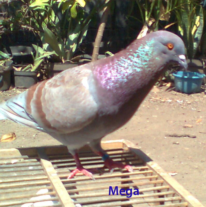 TIPS PERAWATAN MERPATI HOBI MERPATI TINGGIAN / SPRINT