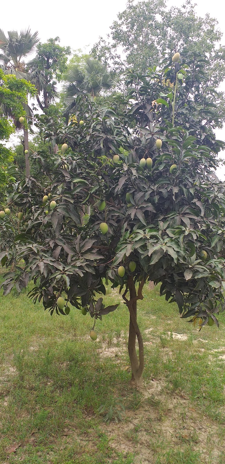 mango tree Health benefits of mango