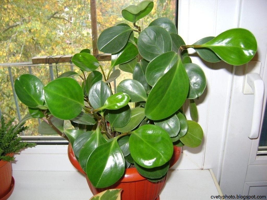 Комнатные растения с толстыми листьями
