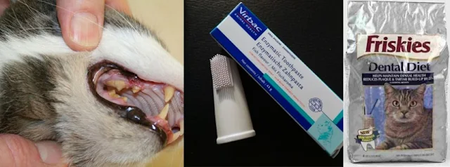 Periodontal disease in cats. Left: Gingivitis. Middle: Teeth cleaning kit. Right: Commercial feline dental food.