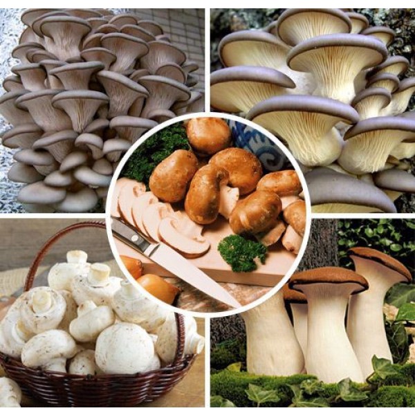 Грибы для выращивания в домашних условиях купить. Домашние грибы. Набор грибов. Выращивание грибов в домашних условиях. Выращивать грибы дома.
