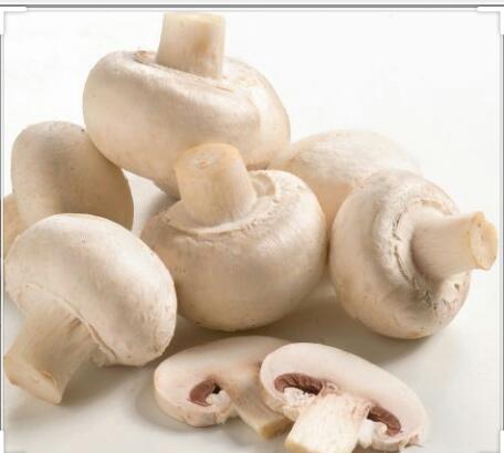 فوائد المشروم لصحة الإنسان فوائد المشروم لصحة الإنسان