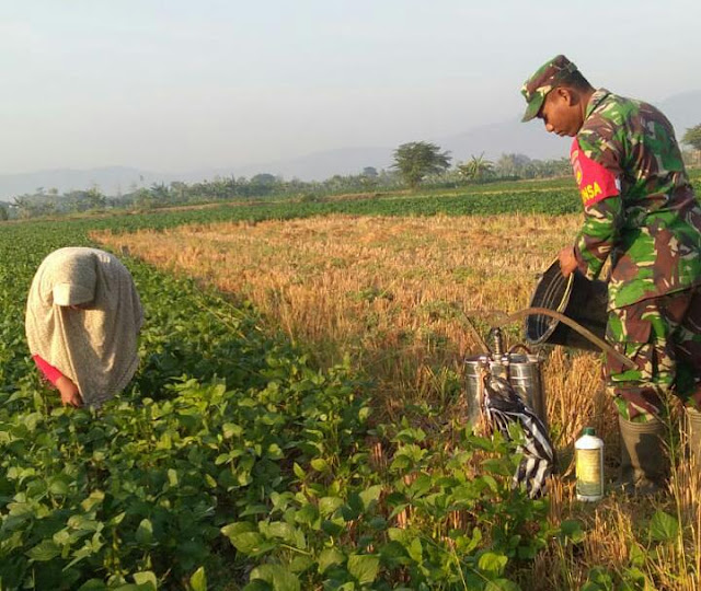 Babinsa Koramil 20 Cawas Dampingi Petani Penyemprotan Kedelai