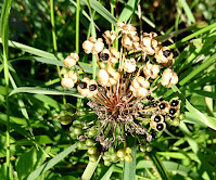 Modne frø på seiersløk, Allium victorialis