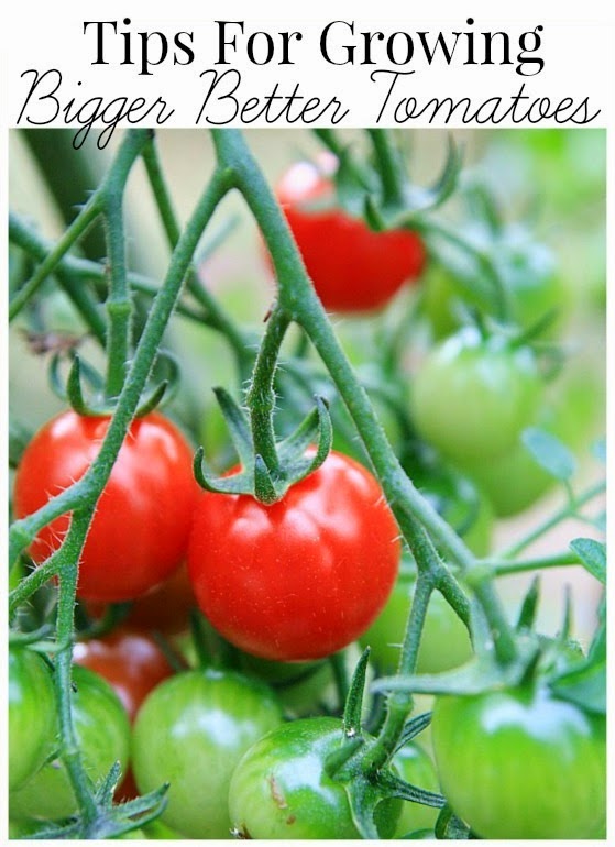 Tips for growing bigger tomatoes vegetable_gardening 101 Gardening