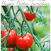 Tips for growing bigger tomatoes #vegetable_gardening