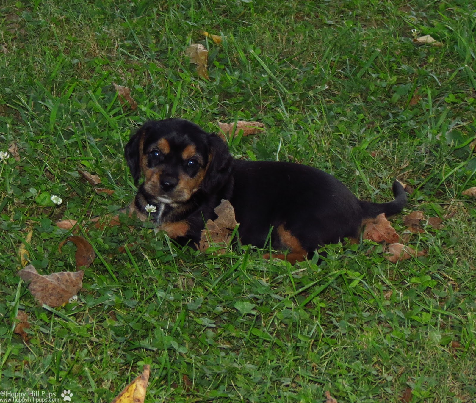 Happy Hill Beagliers Pepper's Puppies 39 Days Old