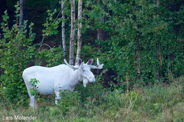 Lars Molander Naturfoto Vit lg lars-molander-naturfoto-vit-lg