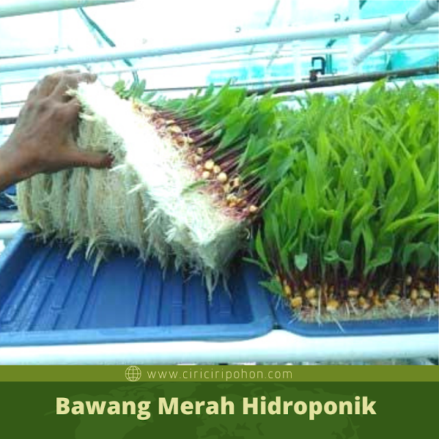 Ciri Ciri Pohon Bawang Merah Hidroponik