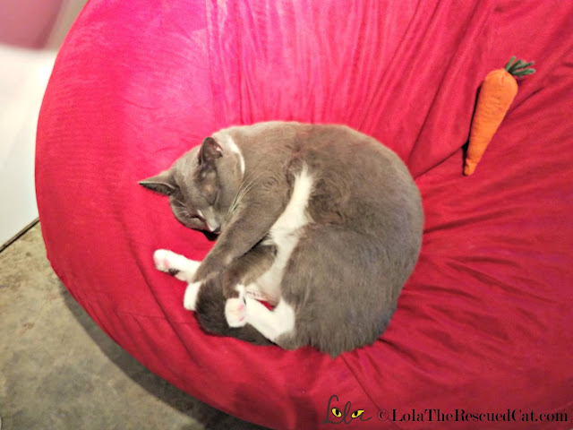 Koneko Cat Cafe|BlogPurr|Merck|CWA