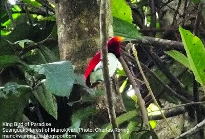 Watching King Bird of Paradise (Cicinnurus regius) in the forest of Manokwari.