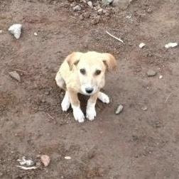 indian pariah dog puppy