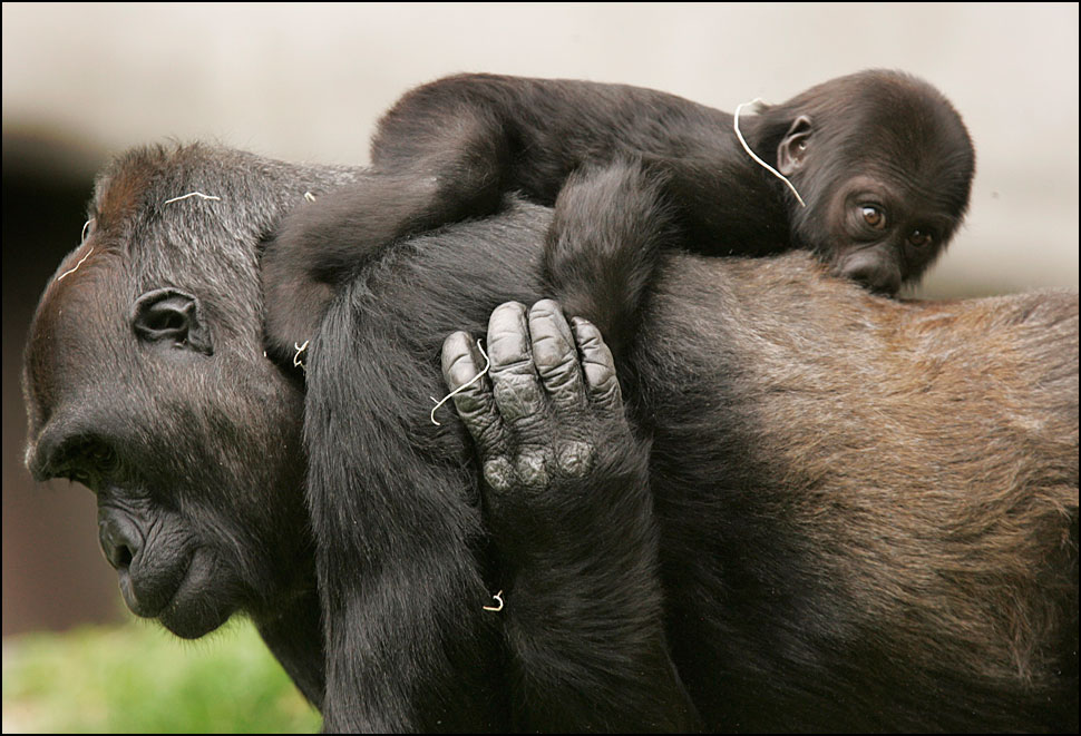 Забавный шимпанзе как правильно. Животные в неволе. Обезьяна с детенышем на спине. Детеныш обезьяны. Обезьяна со спины.
