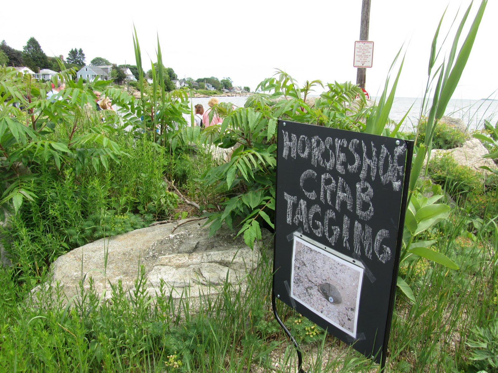 Sailing, Eco, Health Adventures Horshoe Crab Tagging sponsored by