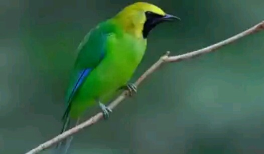 40++ Burung kicau kecil harga murah terbaru