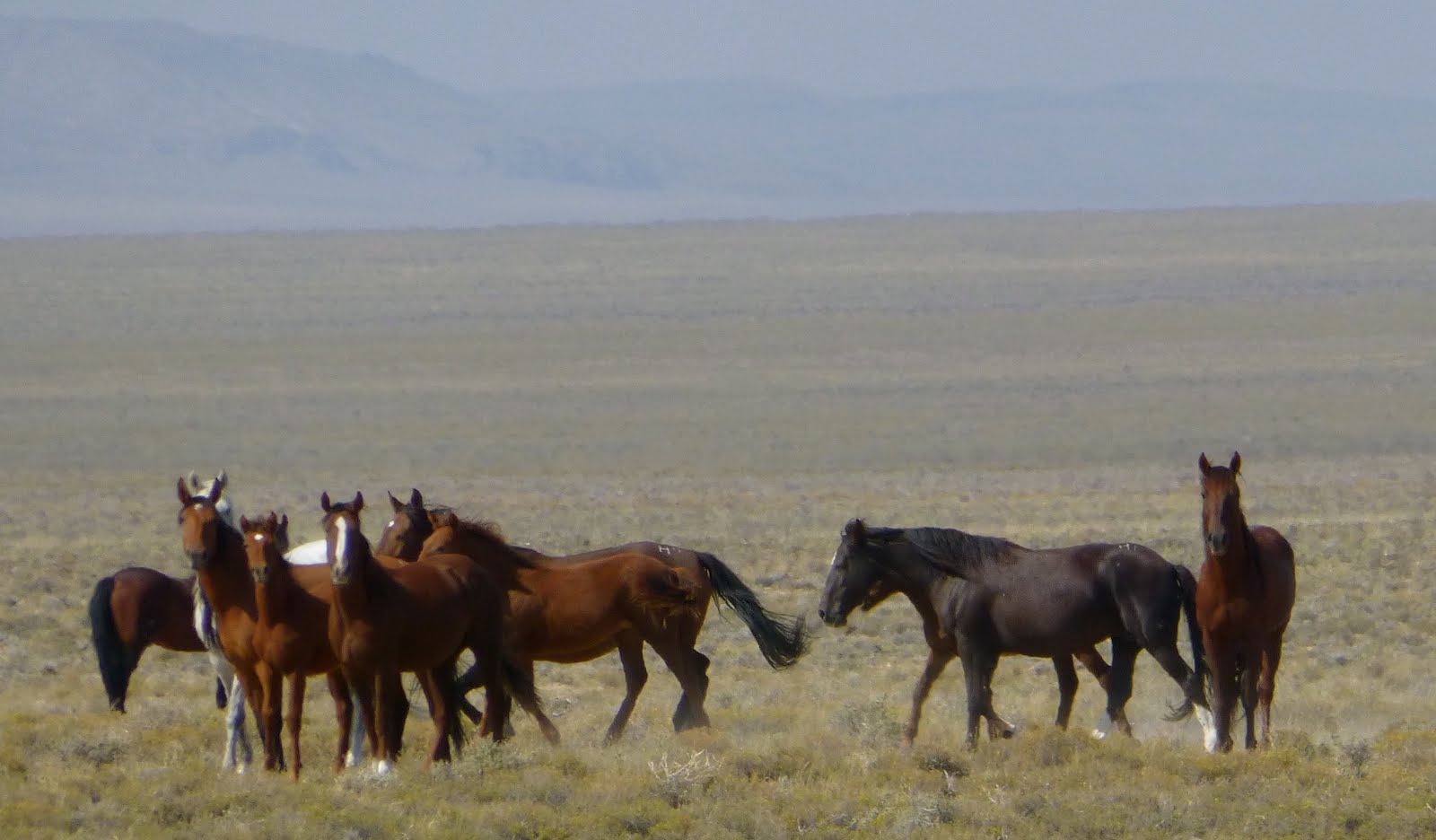 Wild Horses of the High Desert