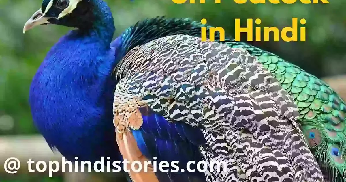 Peacock essay in english for class 6 picture