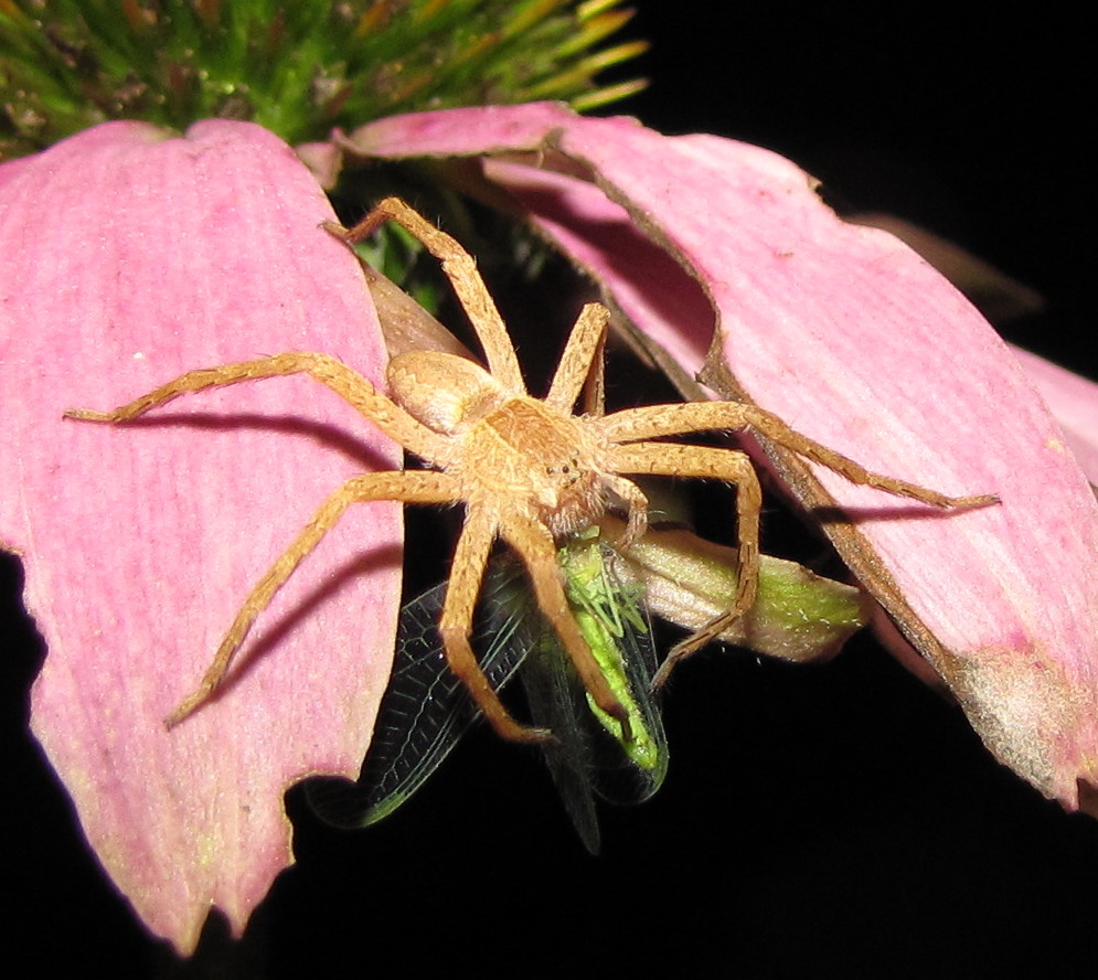 Bug Eric Spider Sunday Nursery  Spider