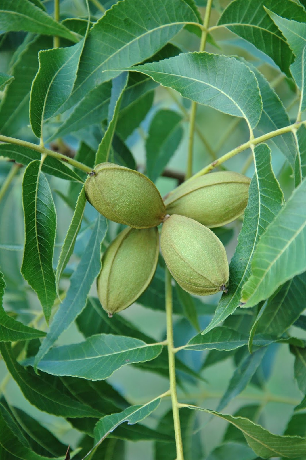 Northern Pecans Checking on the pecan crop