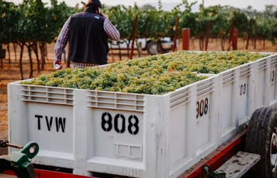 California wine grapes harvest