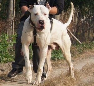 indian mastiff puppy price