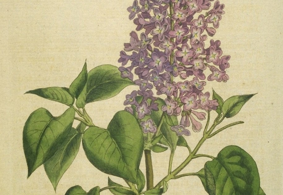 chiamatemi lizzy Il linguaggio segreto dei fiori jpg (914x630)