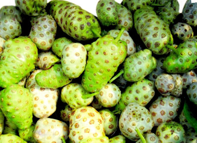 buah mengkudu