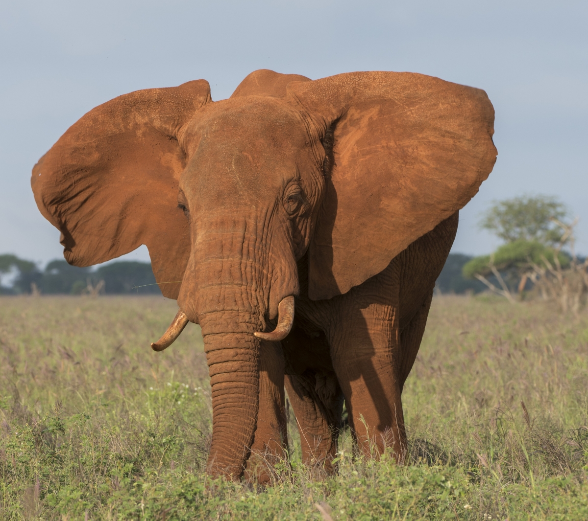 Elefanten, Elephants, kenya, kenia, Lumo, Tsavo, Safari