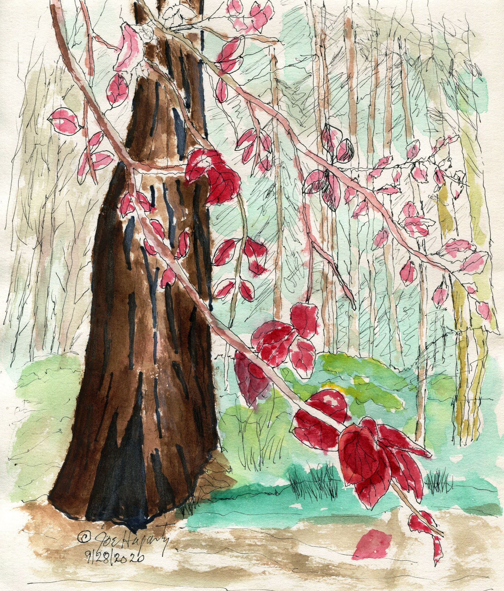 Joe's Sketch Books Ink _ Watercolor (Line and wash).