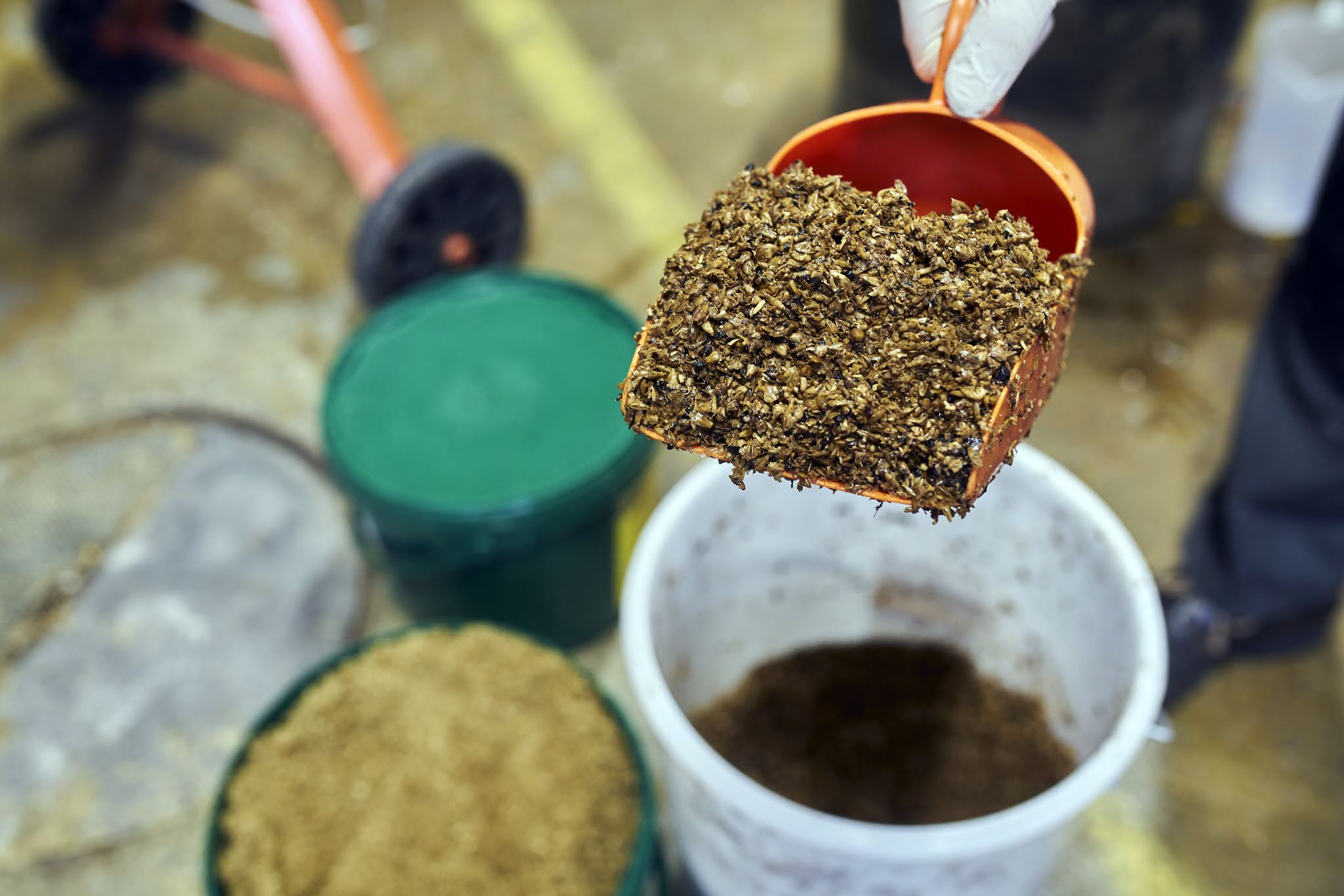 Spent brewers’ grain as a supplement for oyster mushroom production
