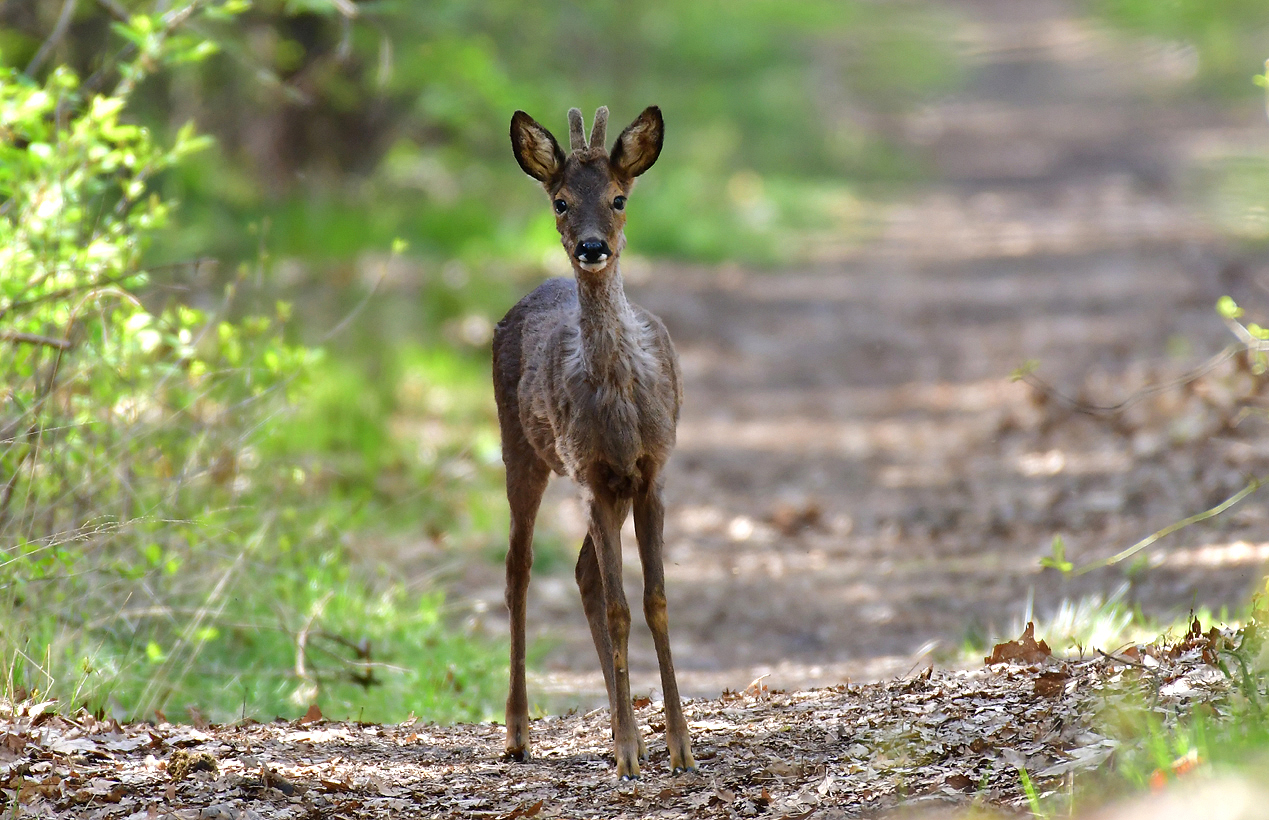 Jozef van der Heijden - Natuurfotografie: Jonge Reebok (Capreolus ...
