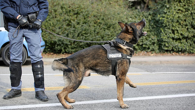 Polis köpeği