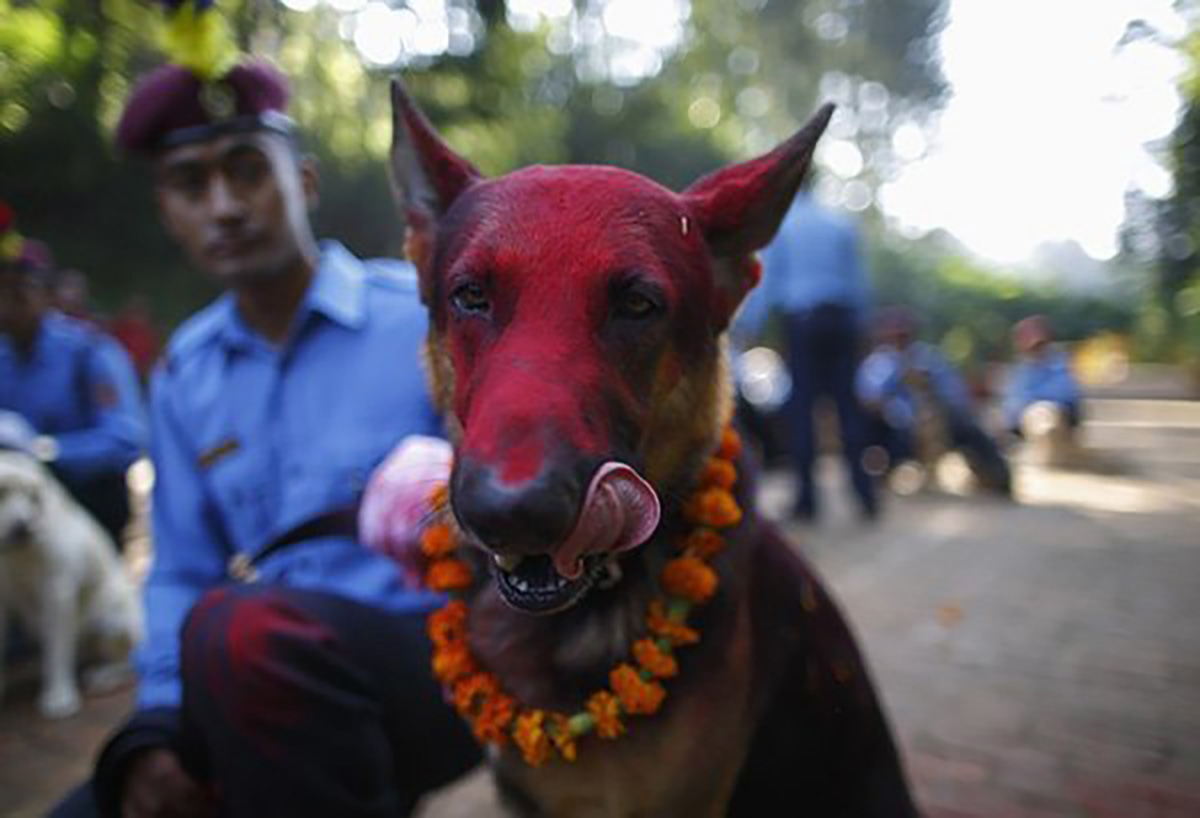 In Nepal, There Is A Festival Every Year To Thanks Dogs For Being Our Friends Dog, Nepal