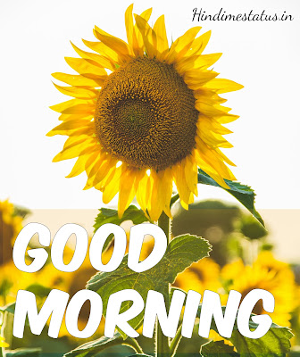 250 best good morning images with flowers and nature kuch khas tech