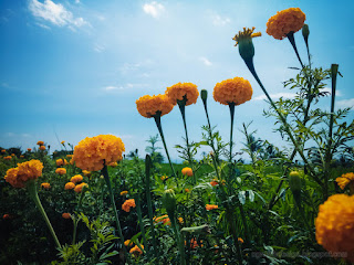 Natural Beauty Of Marigold Plant Flowers Blooming In The Clear Sky On A Sunny Day Ringdikit North Bali Indonesia
