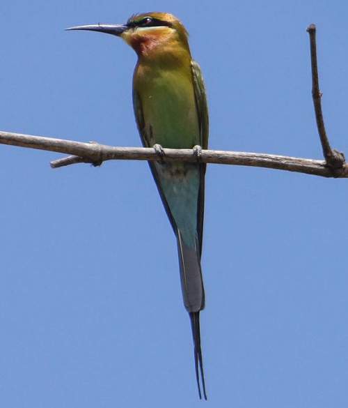 Bluetailed beeeater Birds of India Bird World
