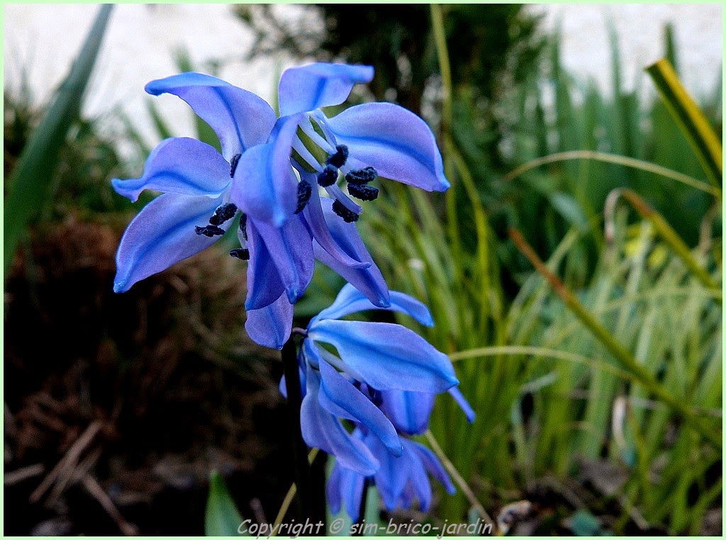 simbricojardin Scilles de Sibérie.