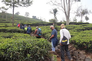 Photo of Among the Gaurs at Kotagiri 25/71 by Balachandra