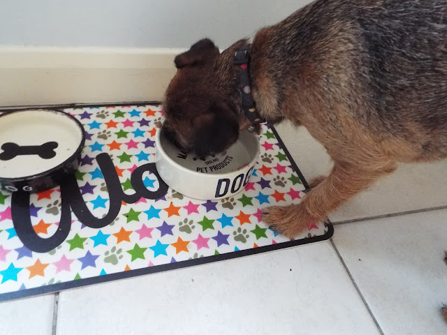 Border terrier eating from a dog bowl