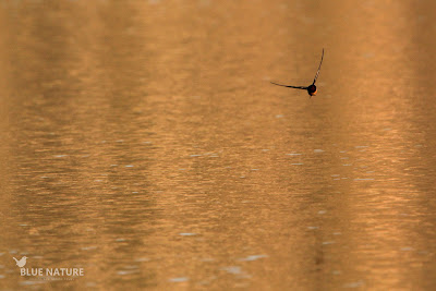 Golondrina común - Barn swallow (Hirundo rustica)
