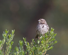 Photo of Song Sparrow in bush