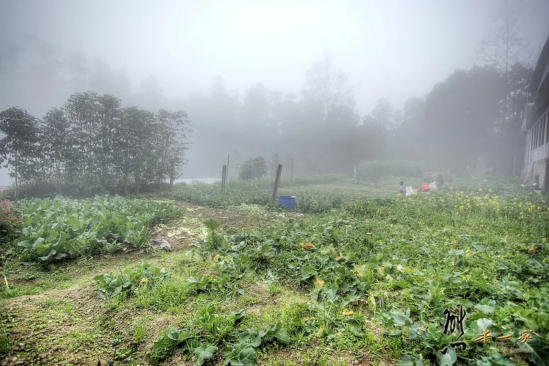 龍雲休閒農場環境|阿里山賞櫻住宿選擇