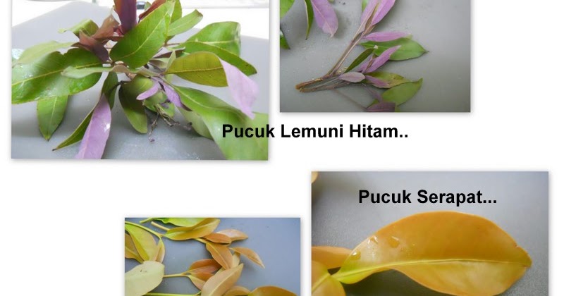 Ubat Sakit Mata Tradisional  Kosong Top